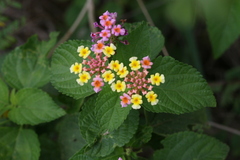 Lantana camara